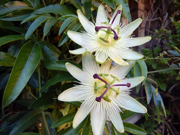 Passiflora caerulea Constance Elliott