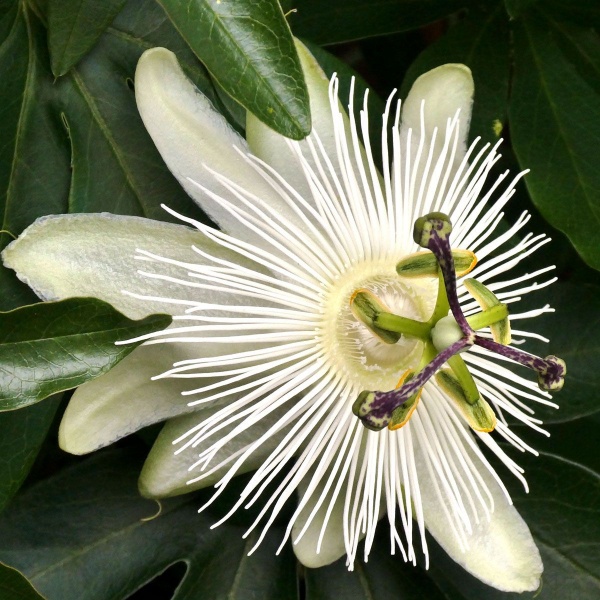 Passiflora caerulea Constance Elliott