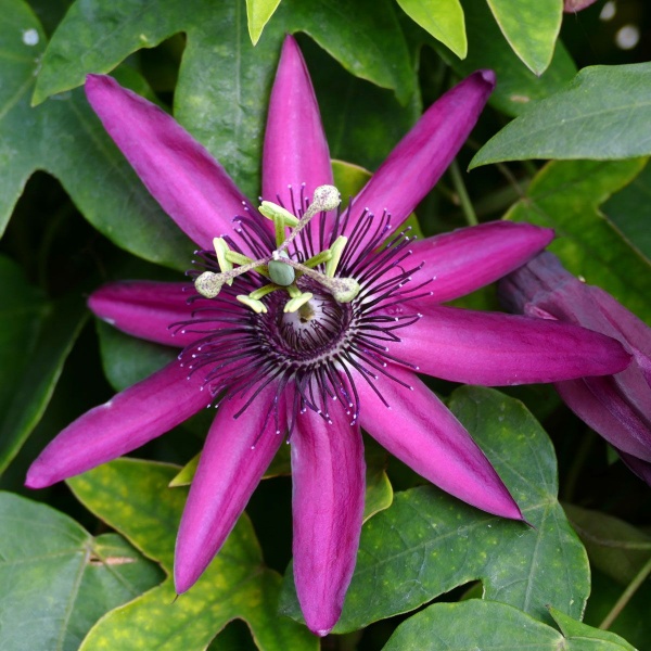 Passiflora caerulea Rubra