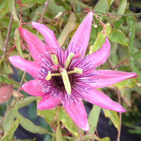 Passiflora caerulea Rubra