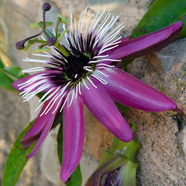 Passiflora caerulea Rubra