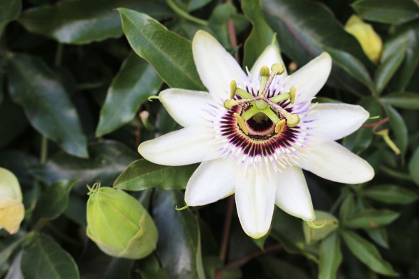 Passiflora caerulea White Lightning (Yanpas)