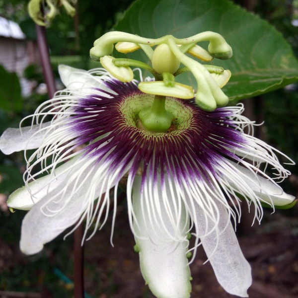 Passiflora caerulea White Lightning (Yanpas)