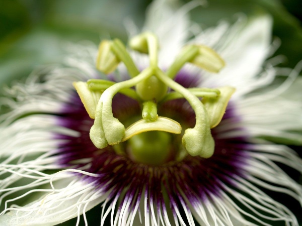 Passiflora caerulea White Lightning (Yanpas)