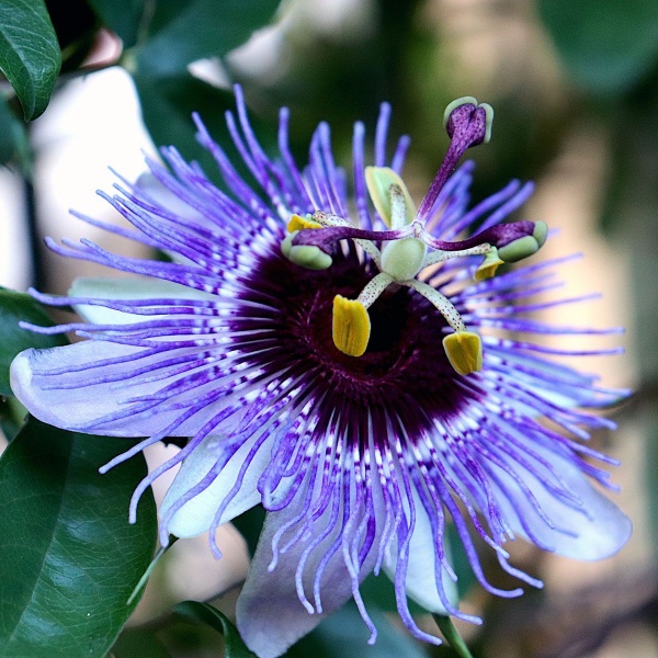 Passiflora Purple Haze