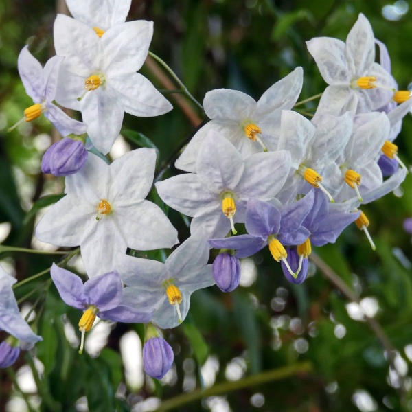 Solanum crispum Glasnevin