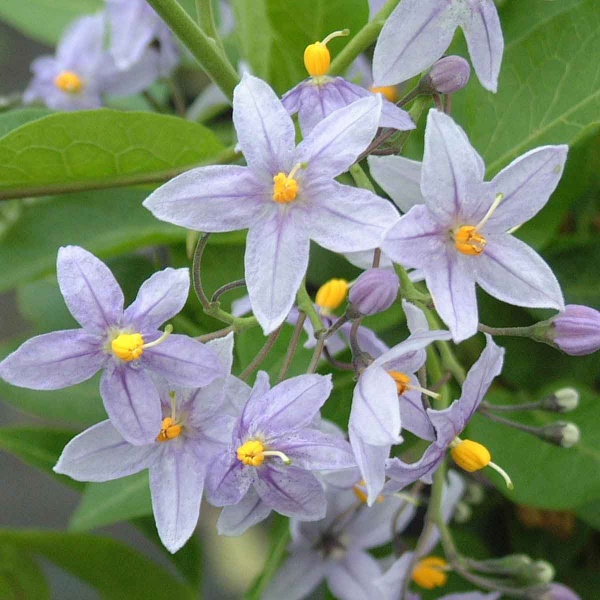 Solanum crispum Glasnevin