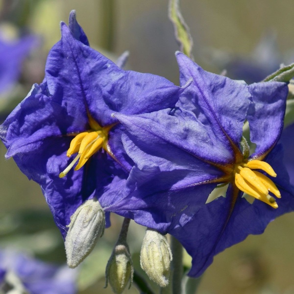 Solanum crispum Glasnevin