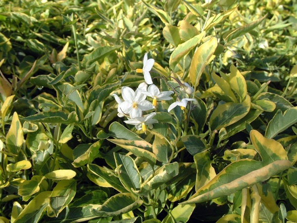 Solanum jasminoides Album Variegatum