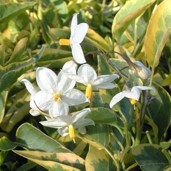 Solanum jasminoides Album Variegatum