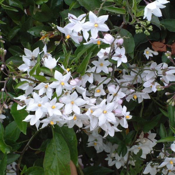 Solanum laxum Album