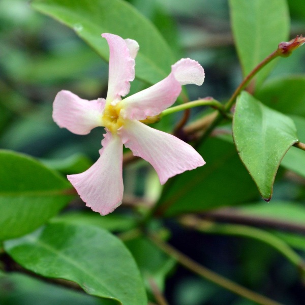 Trachelospermum asiaticum Pink Showers