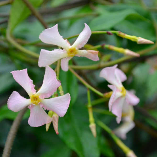 Trachelospermum asiaticum Pink Showers