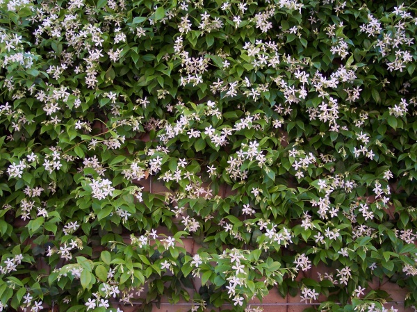 Trachelospermum jasminoides (Star Jasmine)