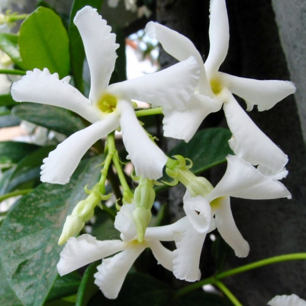 Trachelospermum jasminoides (Star Jasmine)