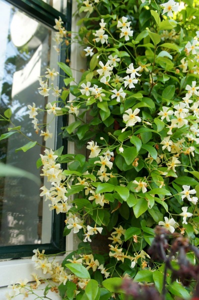 Trachelospermum jasminoides Star of Toscane 'Selbra'