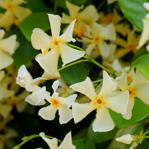 Trachelospermum jasminoides Star of Toscane 'Selbra'