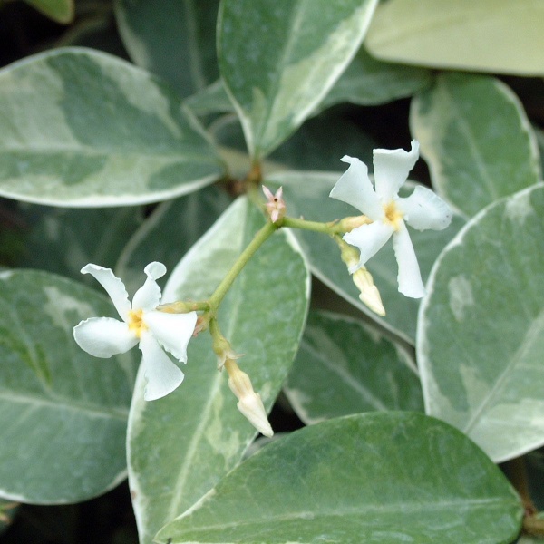 Trachelospermum jasminoides Varigatum