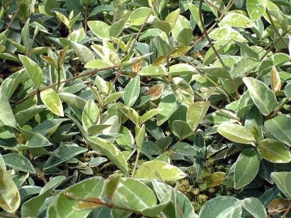 Trachelospermum jasminoides Varigatum